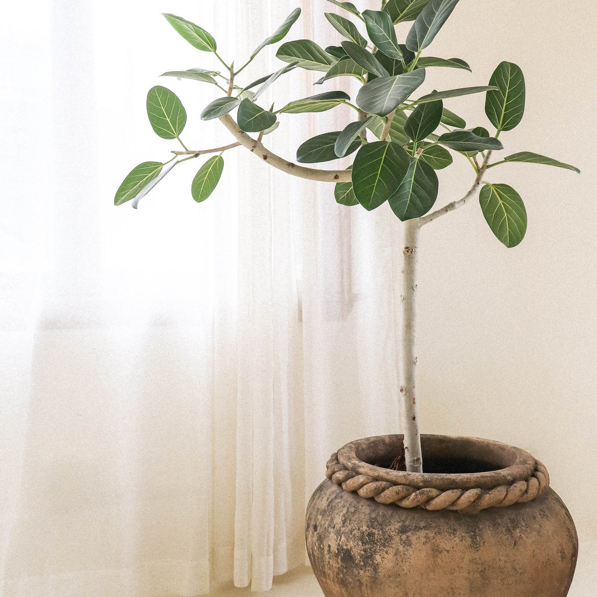 Liven Up Your Coastal Style With 3 Striking House Plants  sea green designs