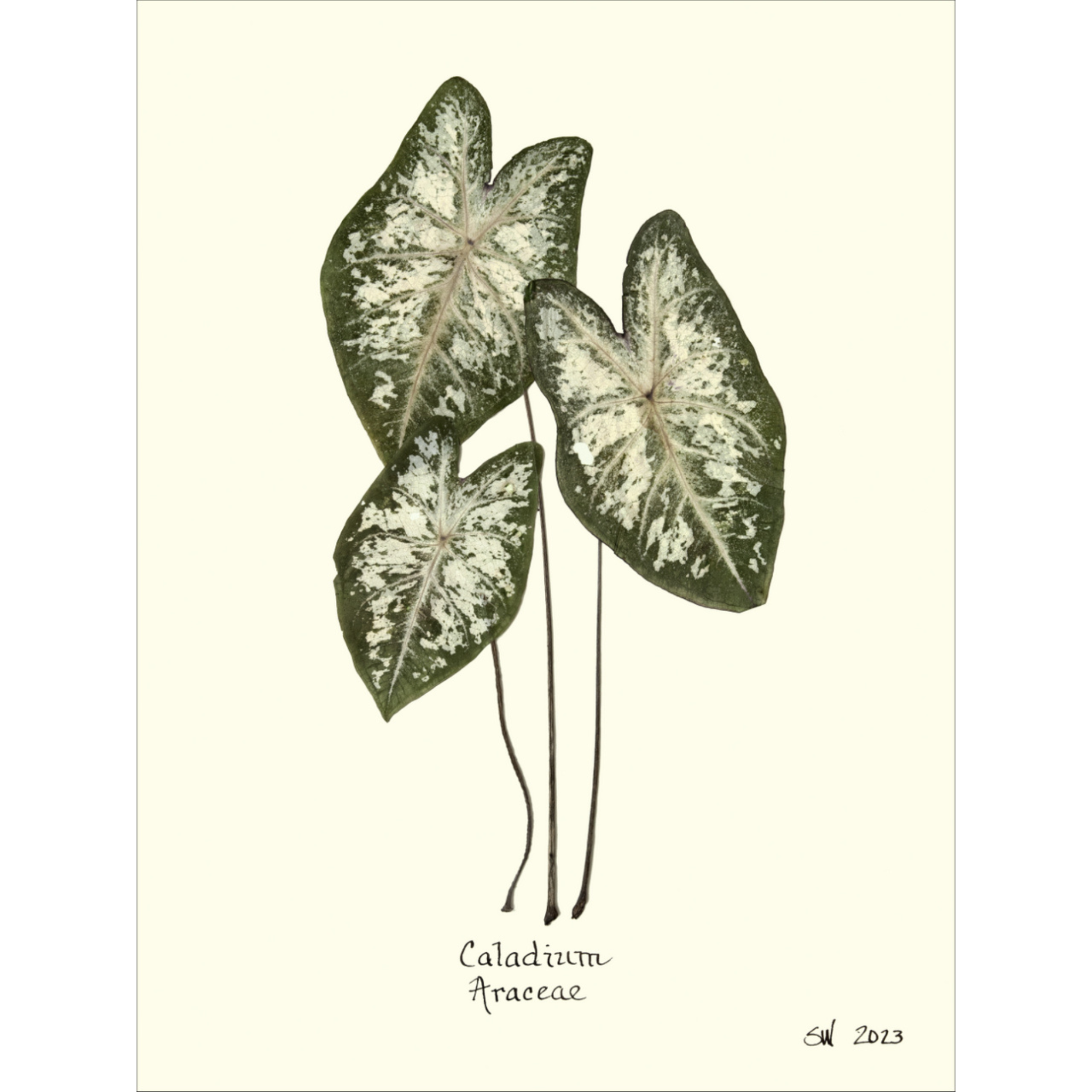 Caladium Araceae-Sea Green Designs