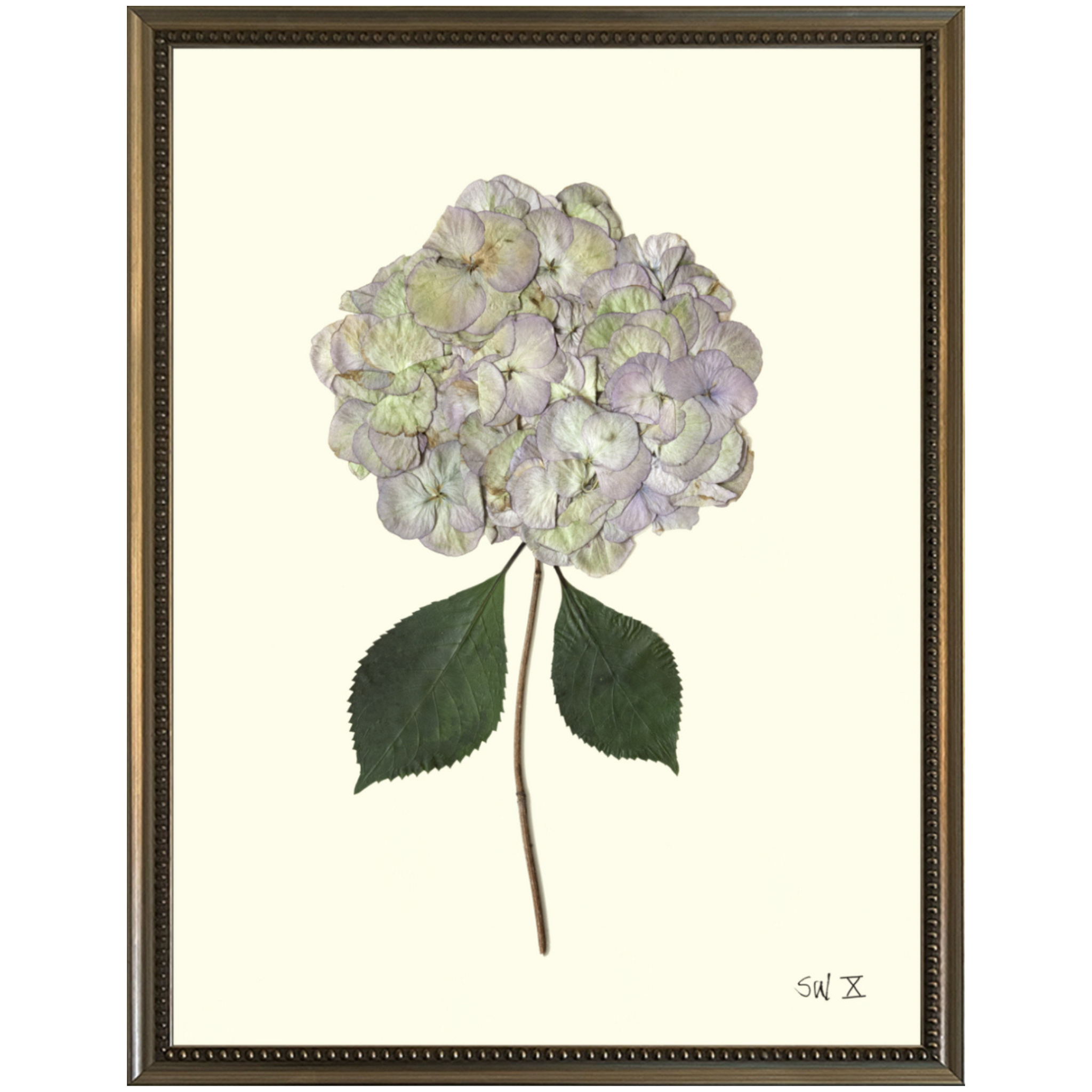 Hydrangea X-Silver Bead-Sea Green Design