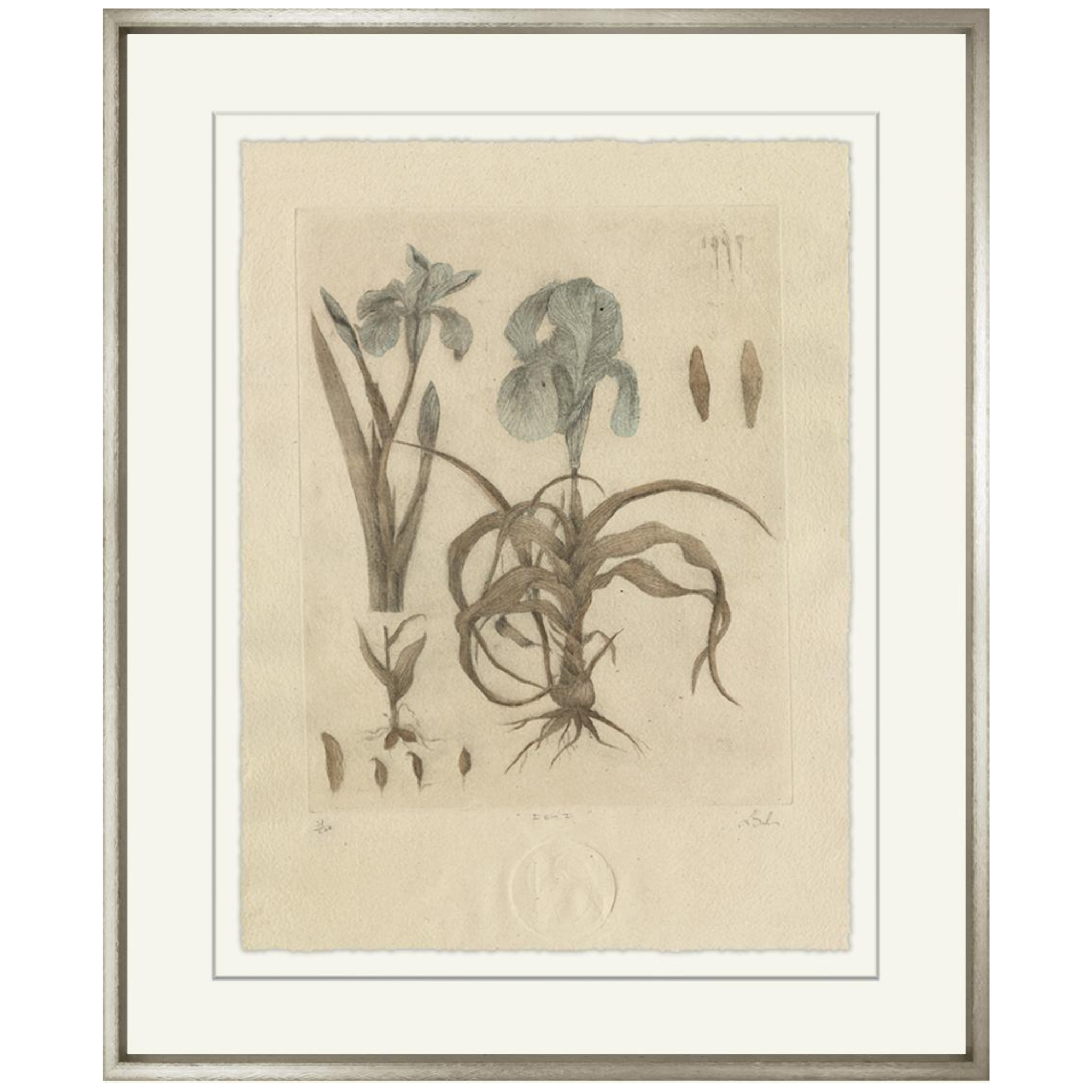 Iris I - Sea Green Designs