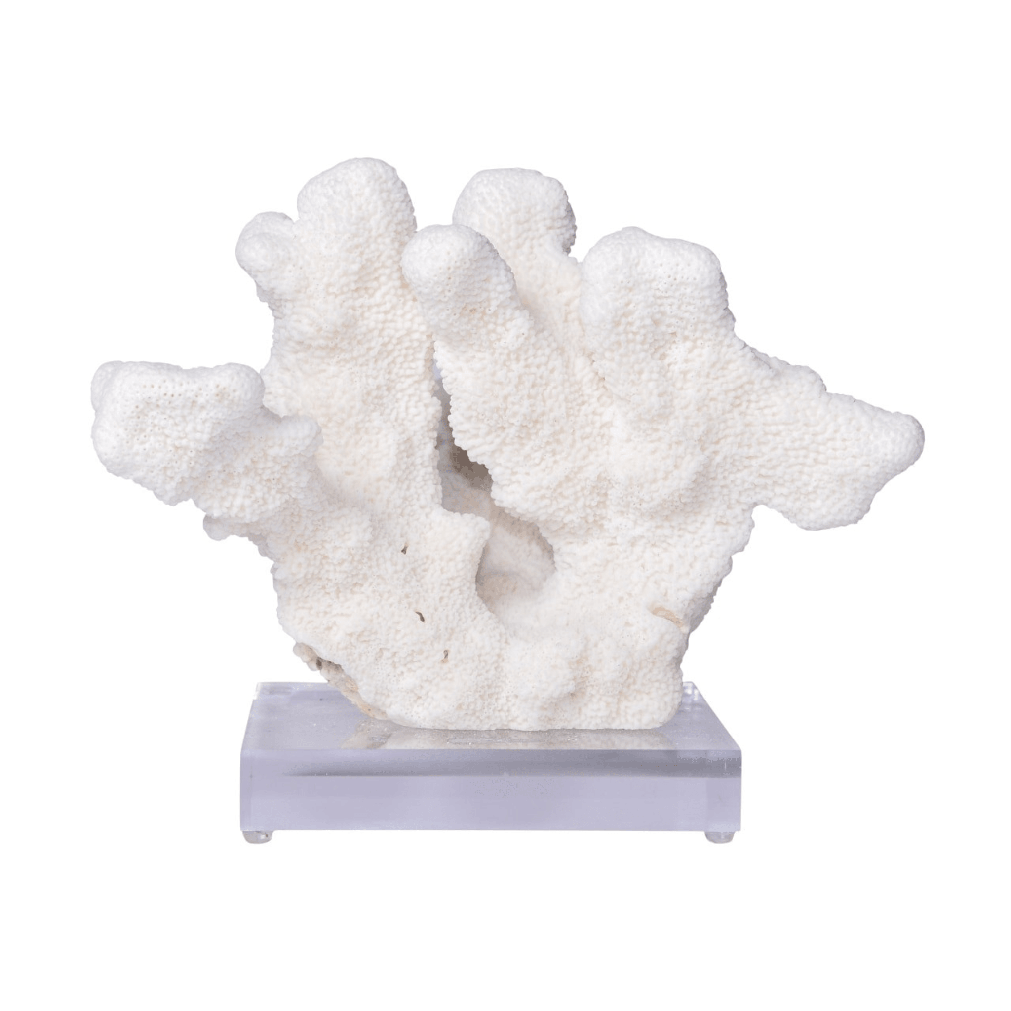 Cats Paw Coral - Sea Green Designs
