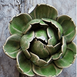 Coral Ceramic Flower: 7 Peony - Sea Green Designs