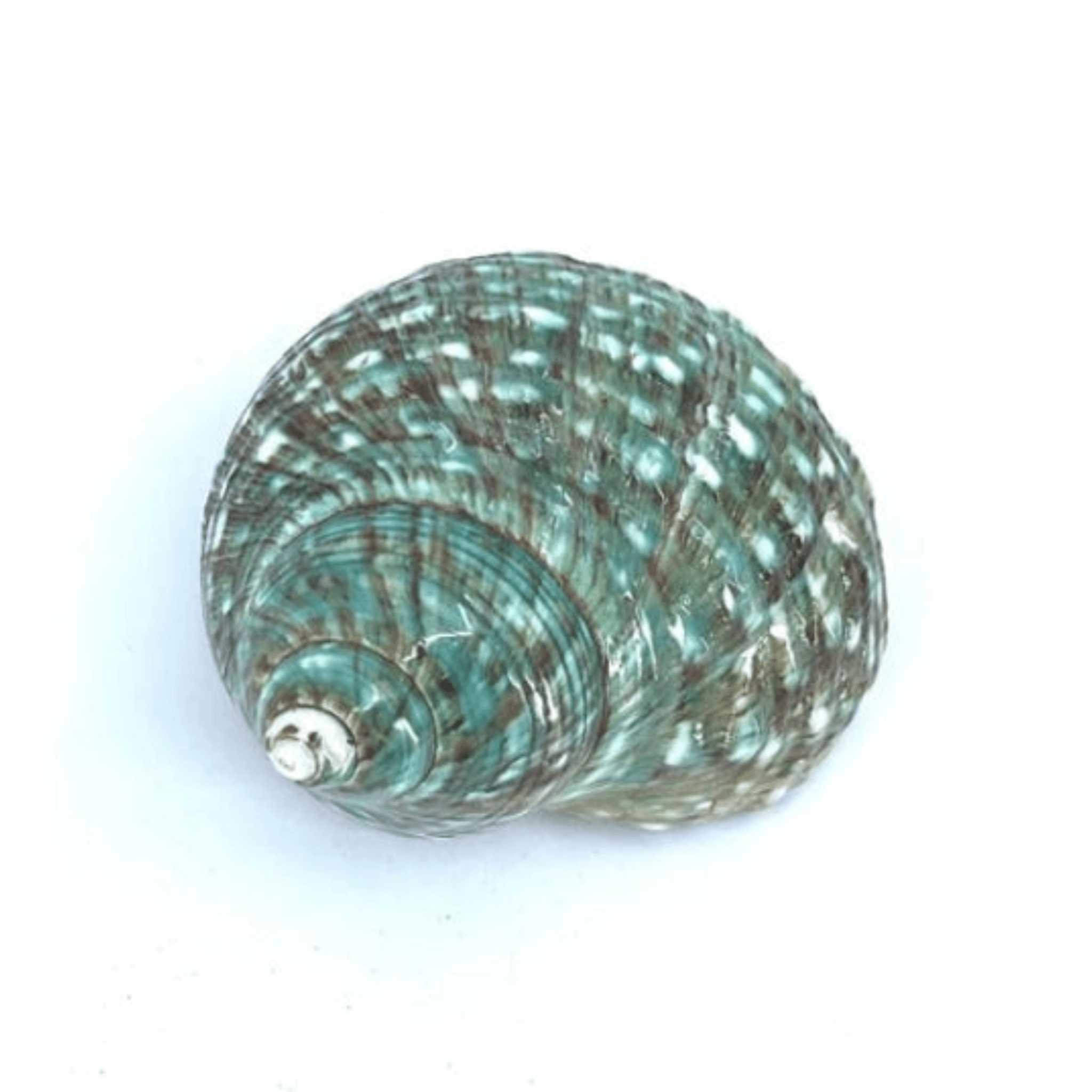 Polished Jade Turbo Shell - Turbo Burgessi - Sea Green Designs