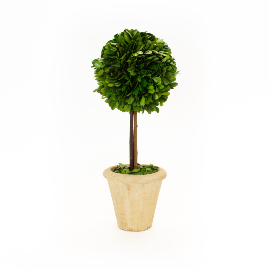 Preserved Boxwood Topiary - Single Ball - MED - Sea Green Designs