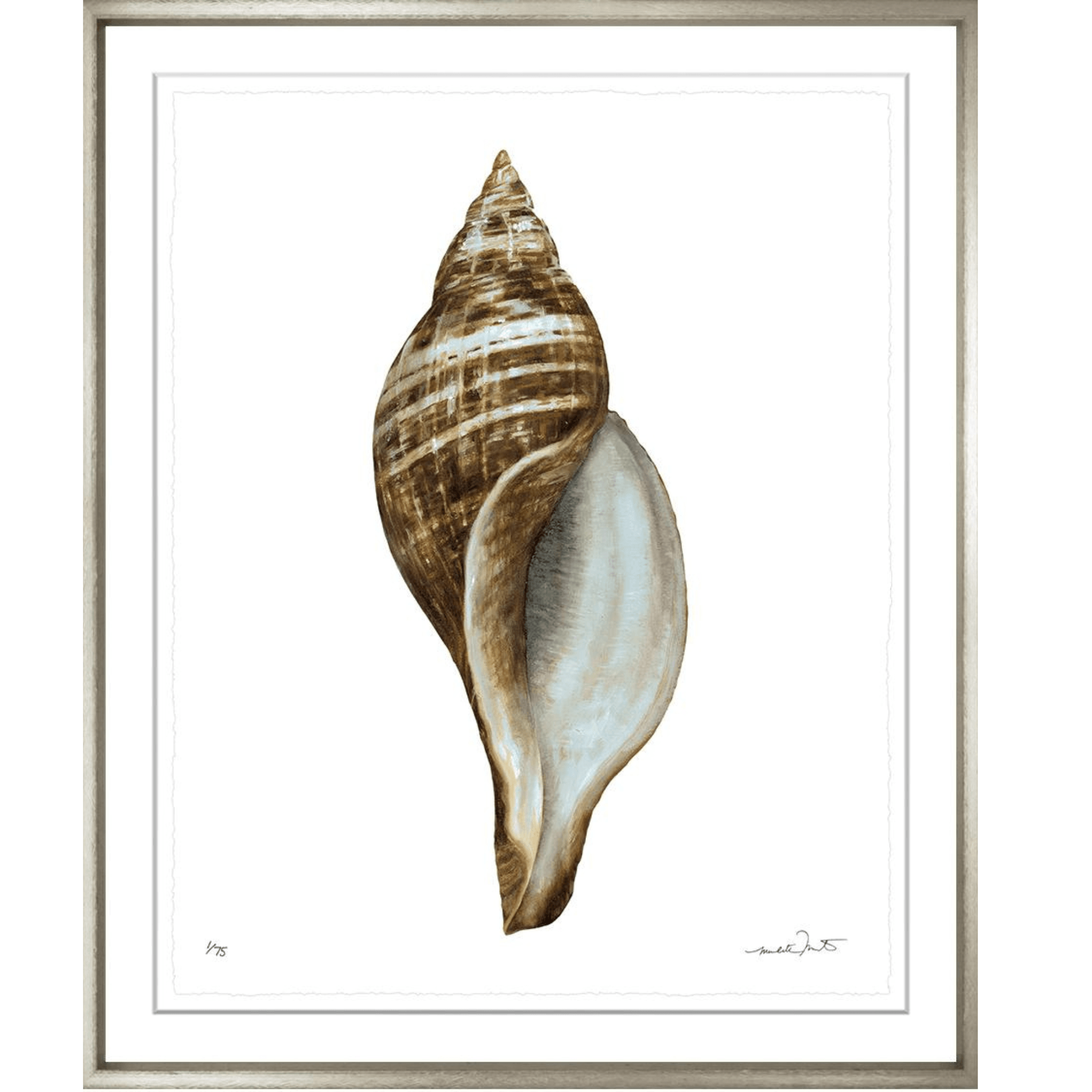 Shells 2 - Sea Green Designs