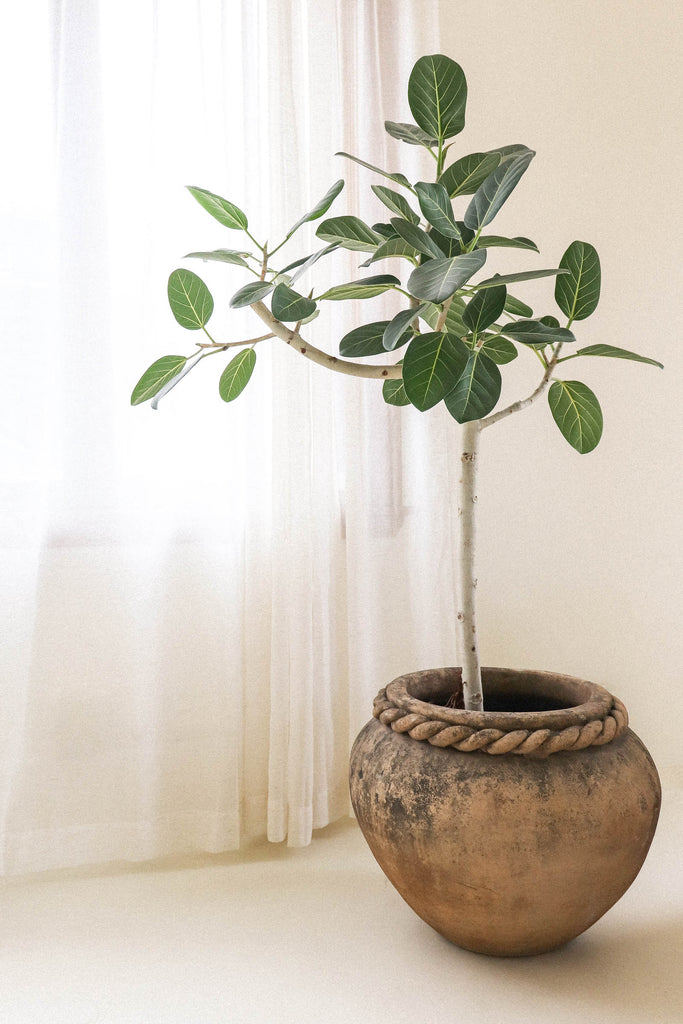 Liven Up Your Coastal Style With 3 Striking House Plants - Sea Green Designs