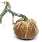 Mocha Silk Velvet Pumpkin - Sea Green Designs
