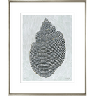 Decorative Shells | Image #2 with Mat - Sea Green Designs