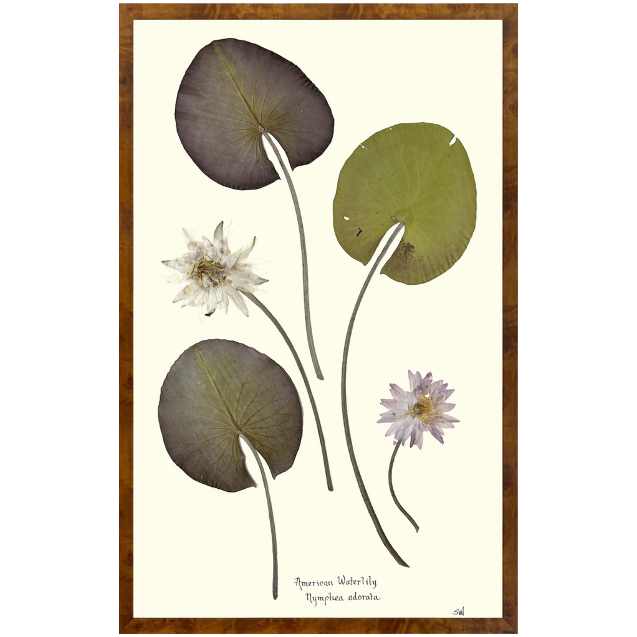 American Waterlilies I-Burlewood-Sea Green Designs