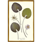 American Waterlilies I-Gold Bead-Sea Green Designs