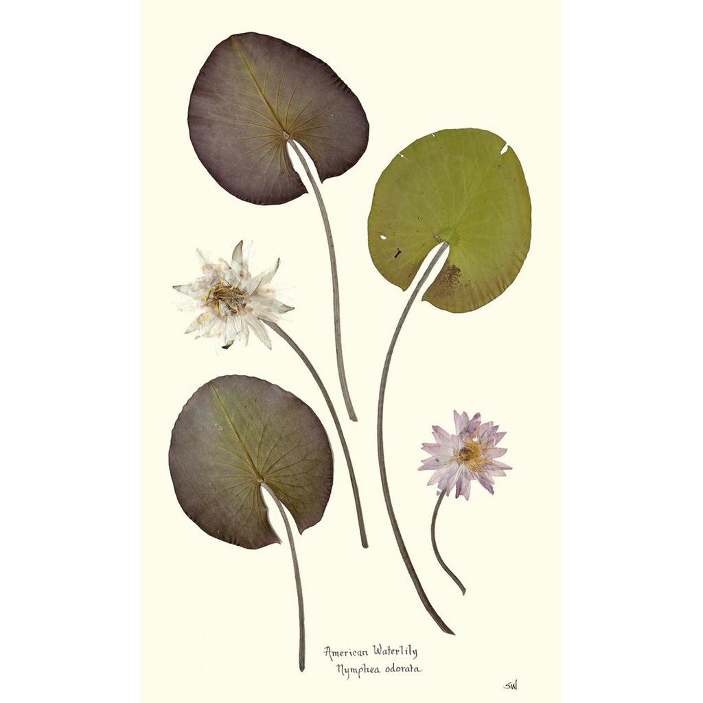 American Waterlilies I-Sea Green Designs