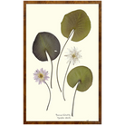 American Waterlilies II-Burlewood-Sea Green Designs