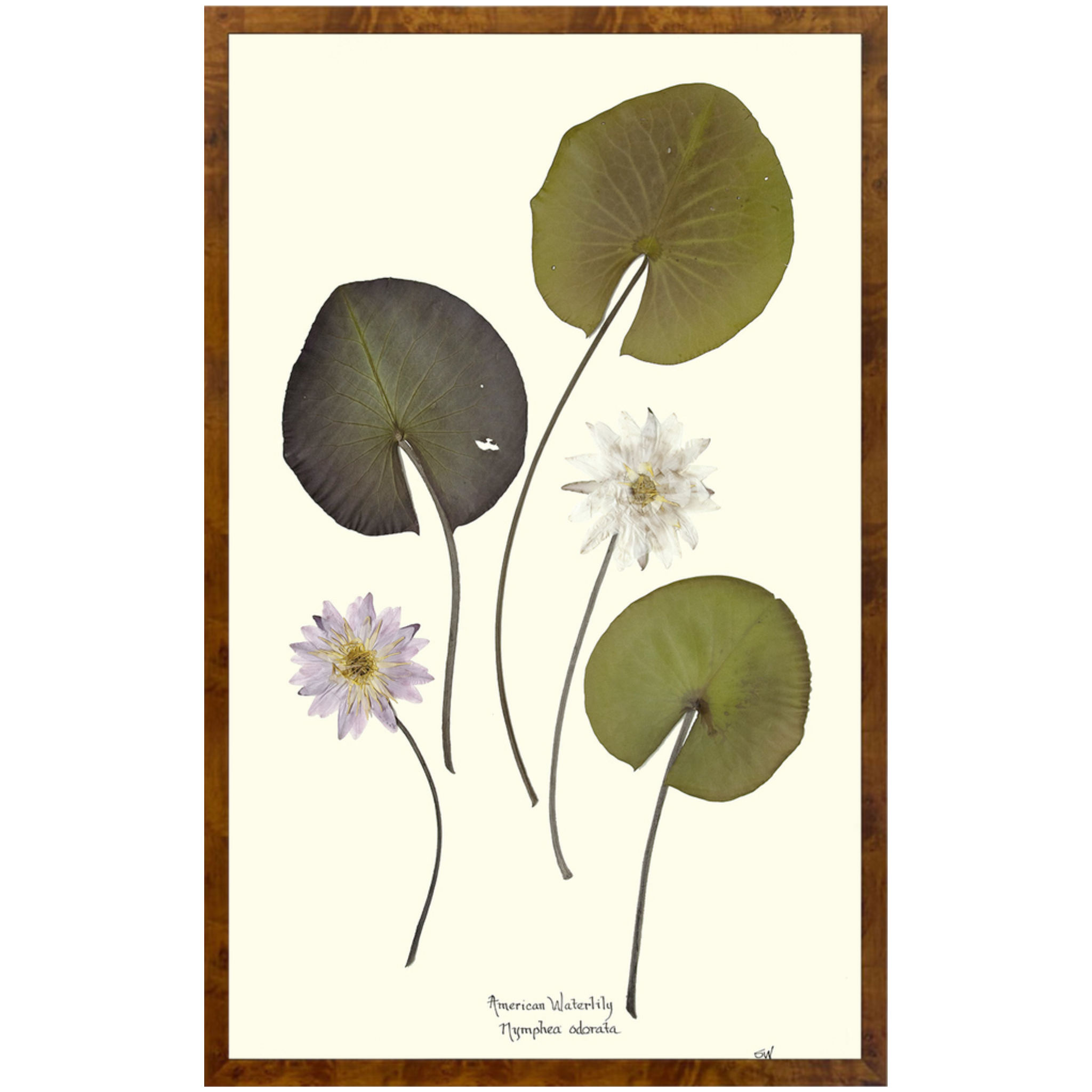 American Waterlilies II-Burlewood-Sea Green Designs