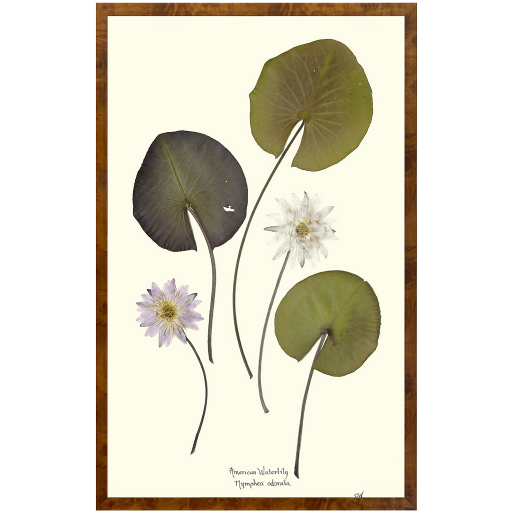 American Waterlilies II-Burlewood-Sea Green Designs