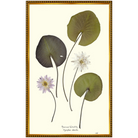American Waterlilies II-Gold Bead-Sea Green Designs