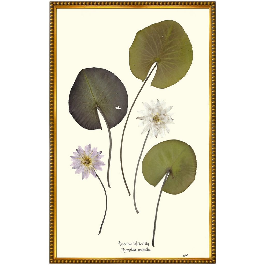 American Waterlilies II-Gold Bead-Sea Green Designs
