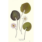 American Waterlilies II-Sea Green Designs