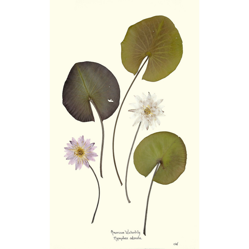 American Waterlilies II-Sea Green Designs