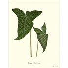 Arum Italicum-Sea Green Designs