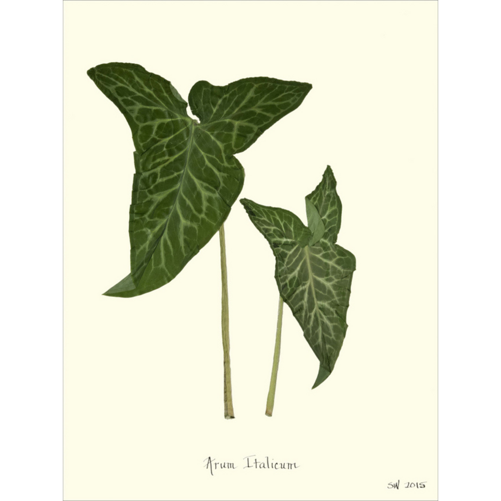 Arum Italicum-Sea Green Designs