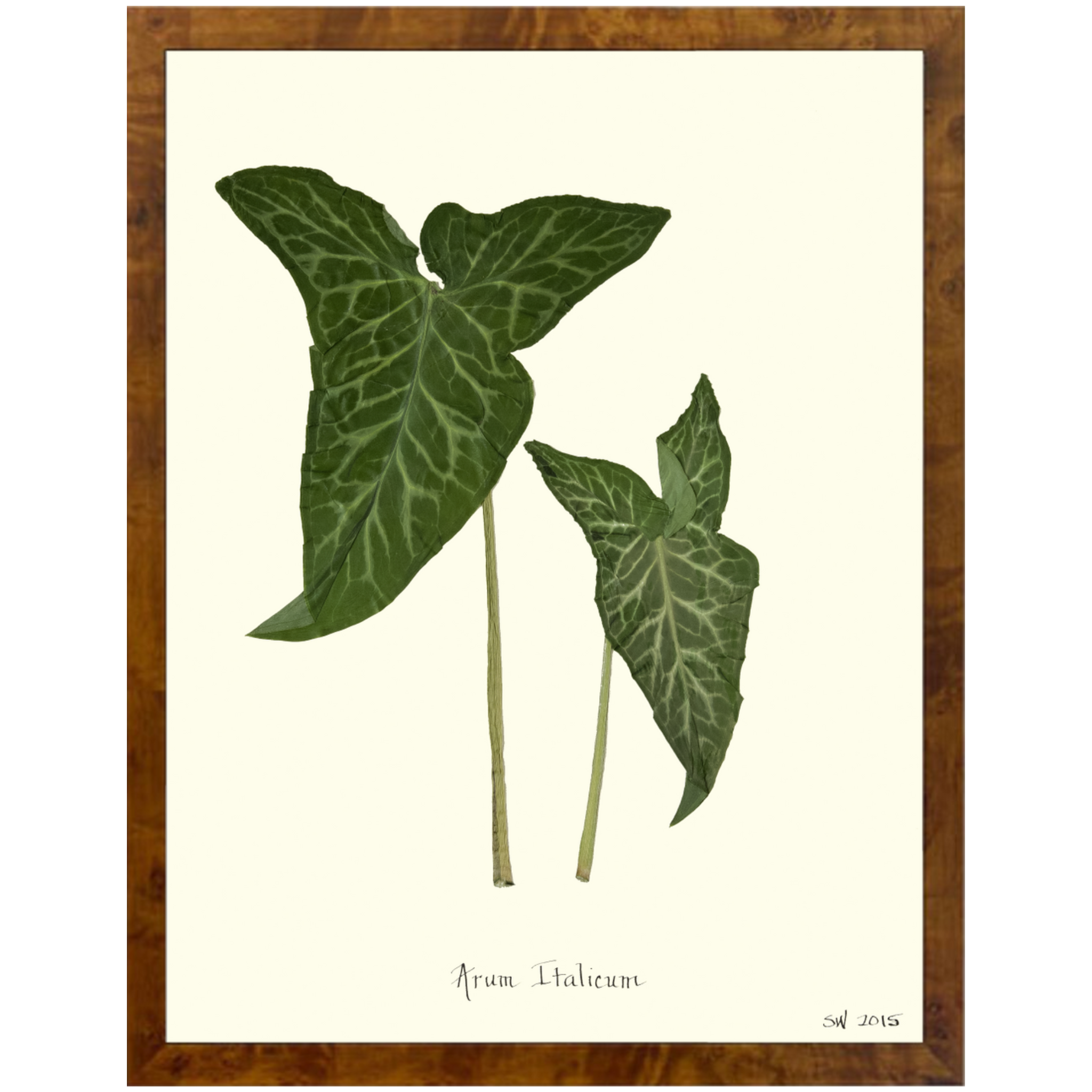 Arum Italicum Burlewood-Sea Green Designs