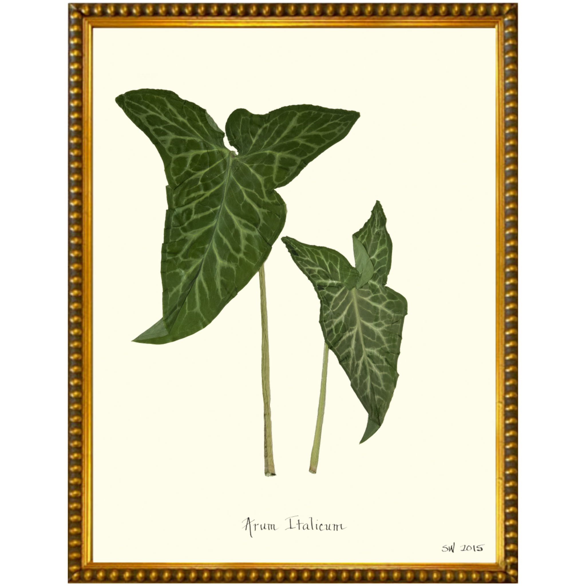 Arum Italicum Gold Bead-Sea Green Designs