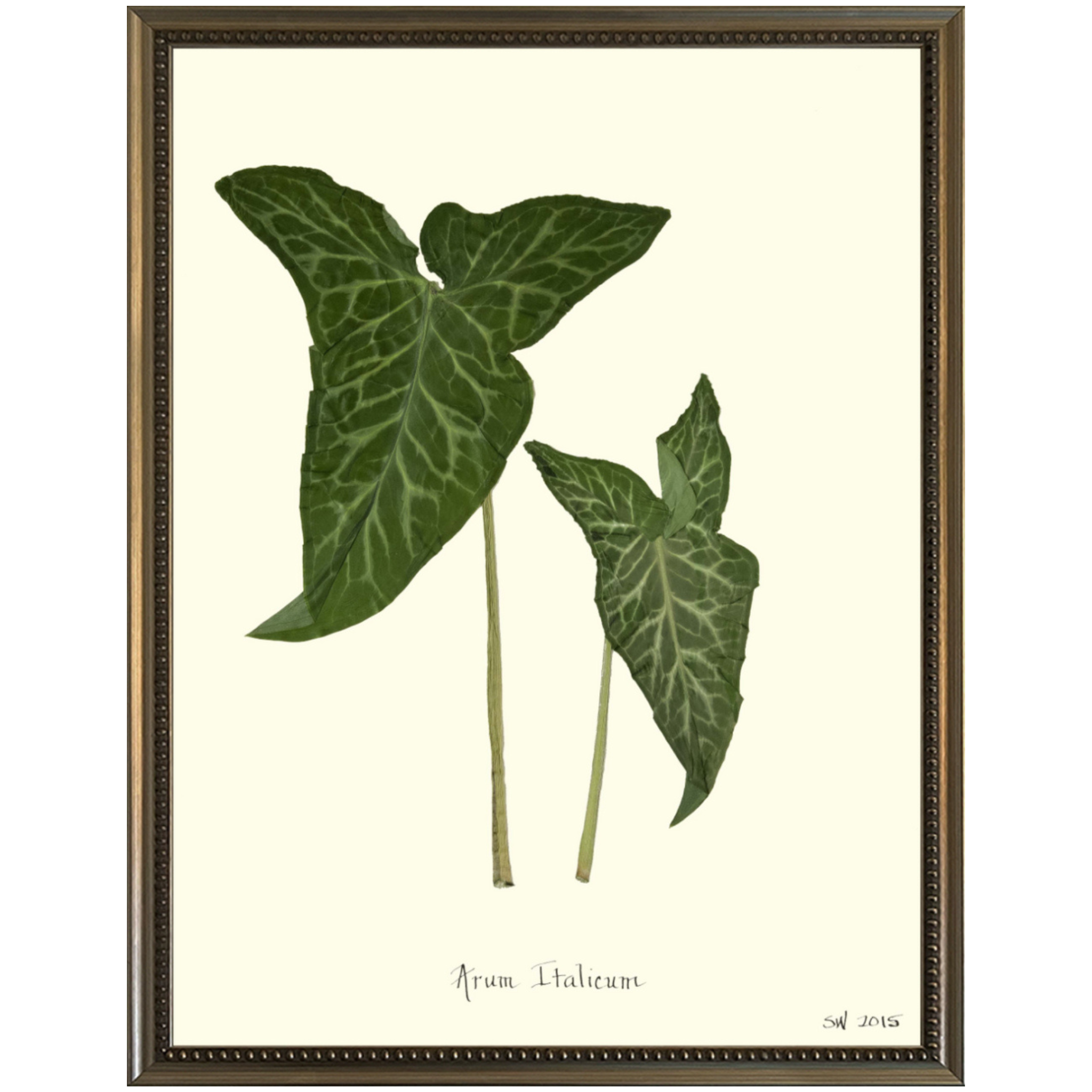 Arum Italicum Silver Bead-Sea Green Designs