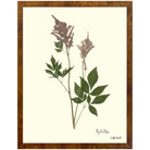 Astilbe-Burlewood-Sea Green Designs