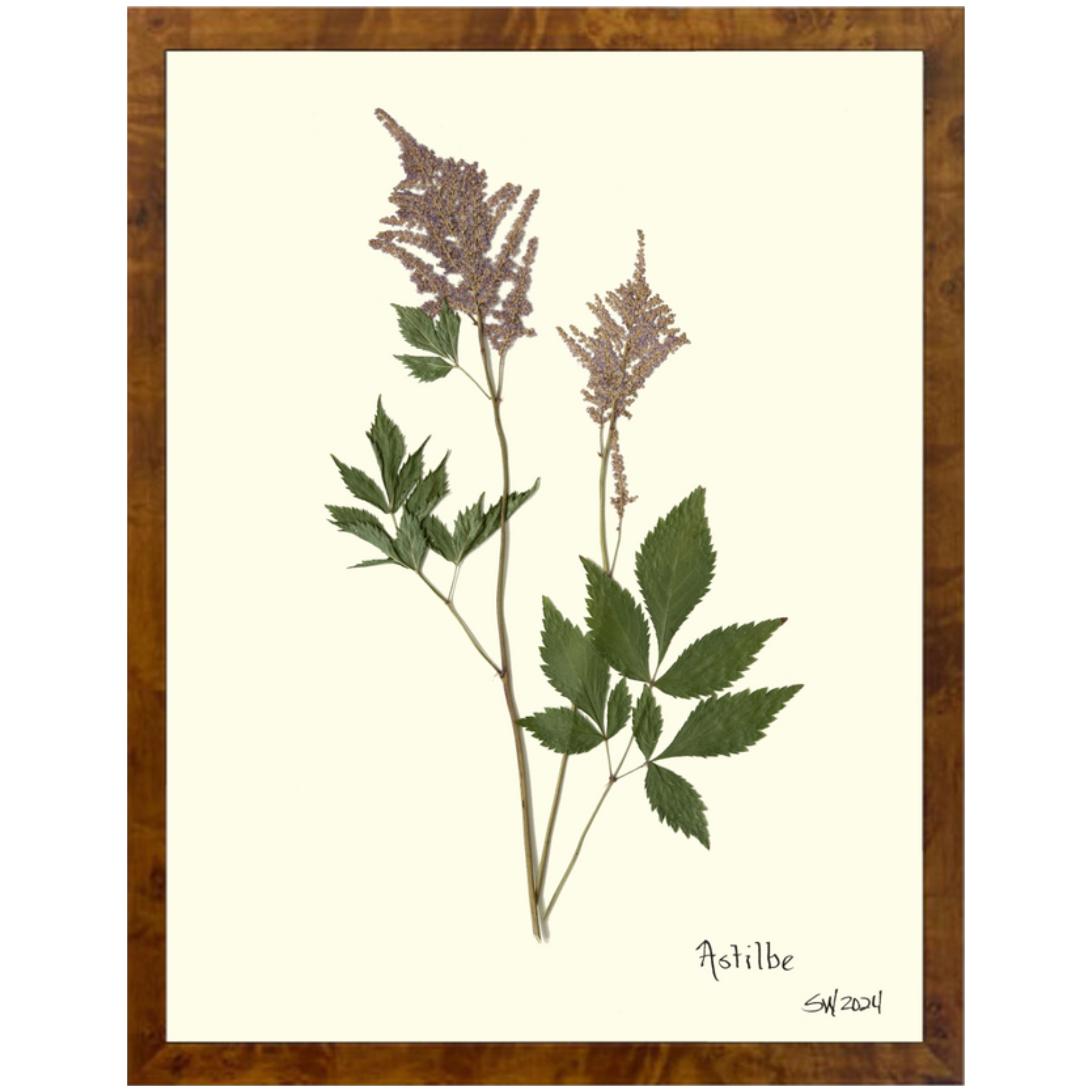 Astilbe-Burlewood-Sea Green Designs