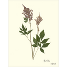 Astilbe-Sea Green Designs