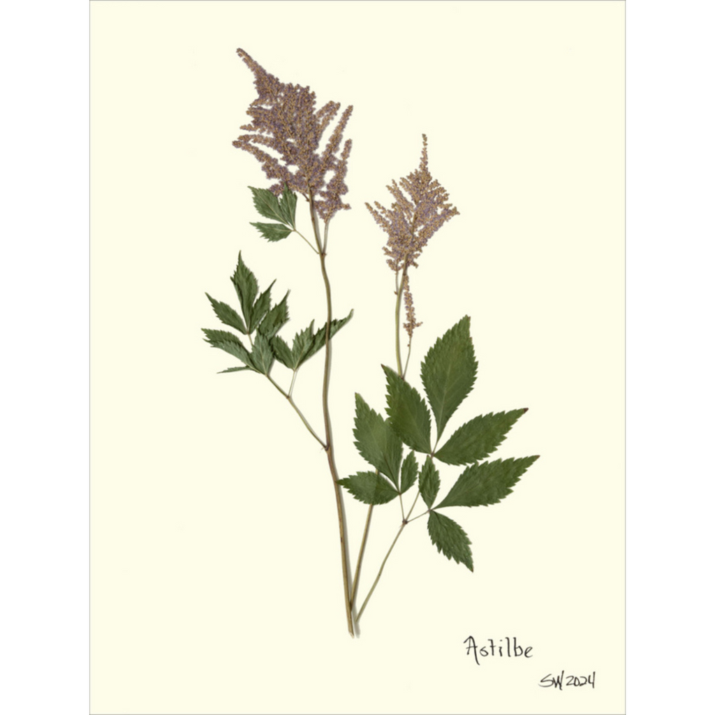Astilbe-Sea Green Designs