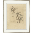 Blue Gladiolus - Sea Green Designs