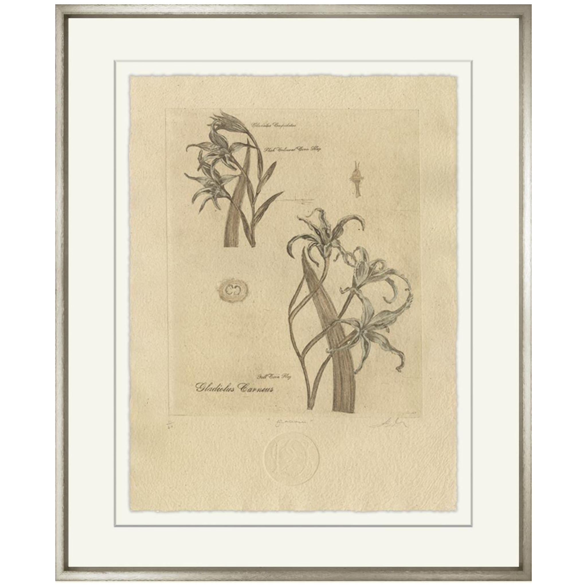 Blue Gladiolus - Sea Green Designs