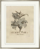 Blue Lilium Candidum-Sea Green Designs