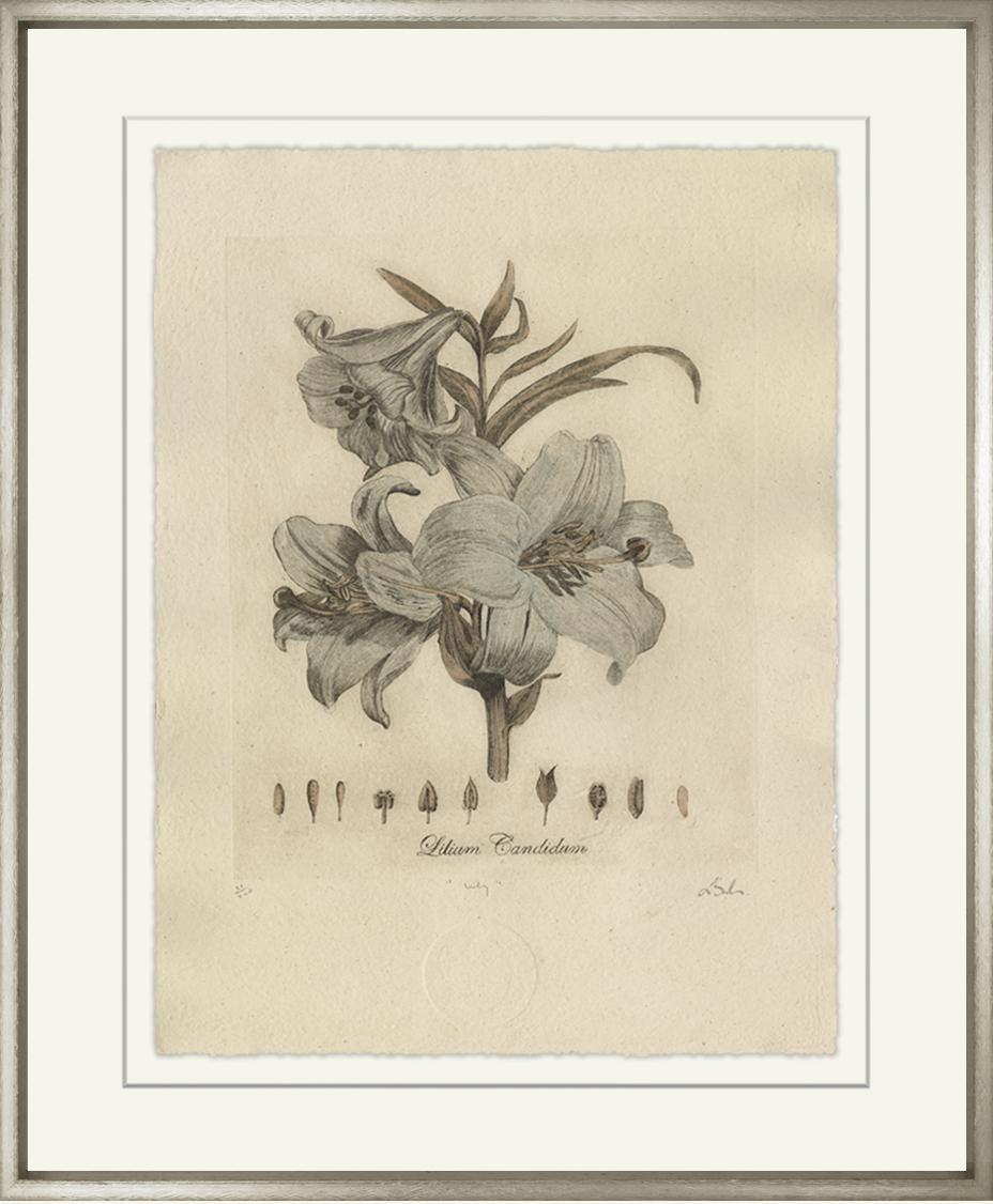 Blue Lilium Candidum-Sea Green Designs
