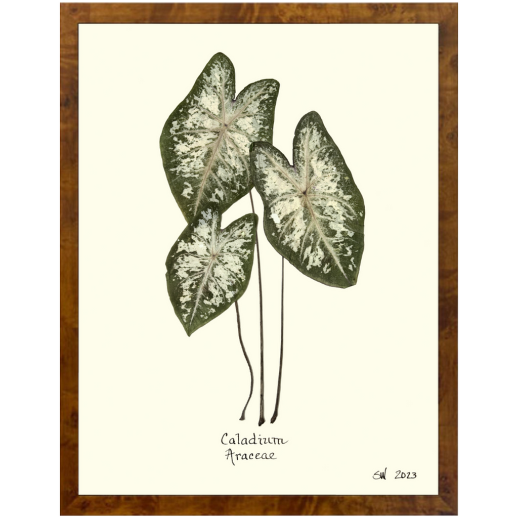 Caladium Araceae-Burlewood-Sea Green Designs
