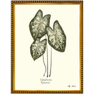 Caladium Araceae-Gold Bead-Sea Green Designs