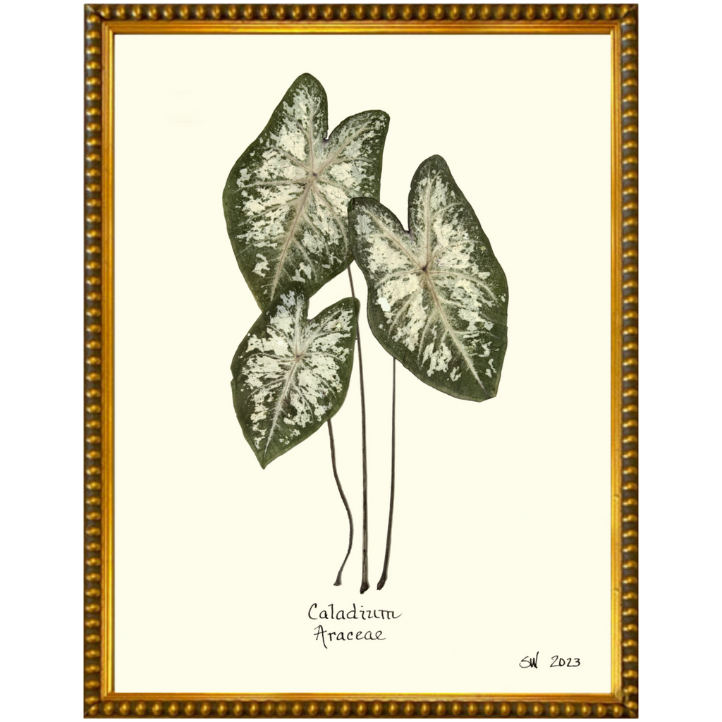Caladium Araceae-Gold Bead-Sea Green Designs
