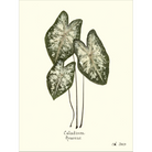 Caladium Araceae-Sea Green Designs