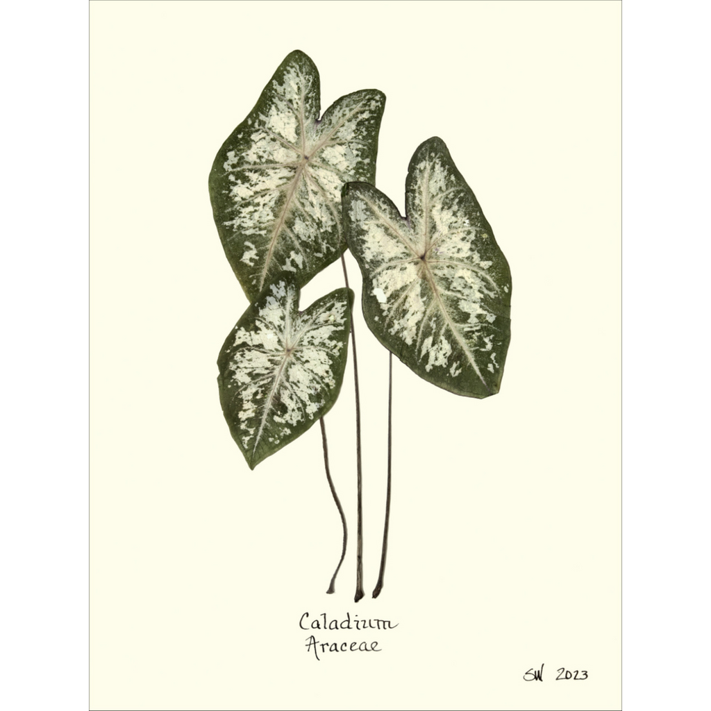 Caladium Araceae-Sea Green Designs