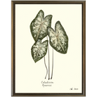 Caladium Araceae-Silver Bead-Sea Green Designs