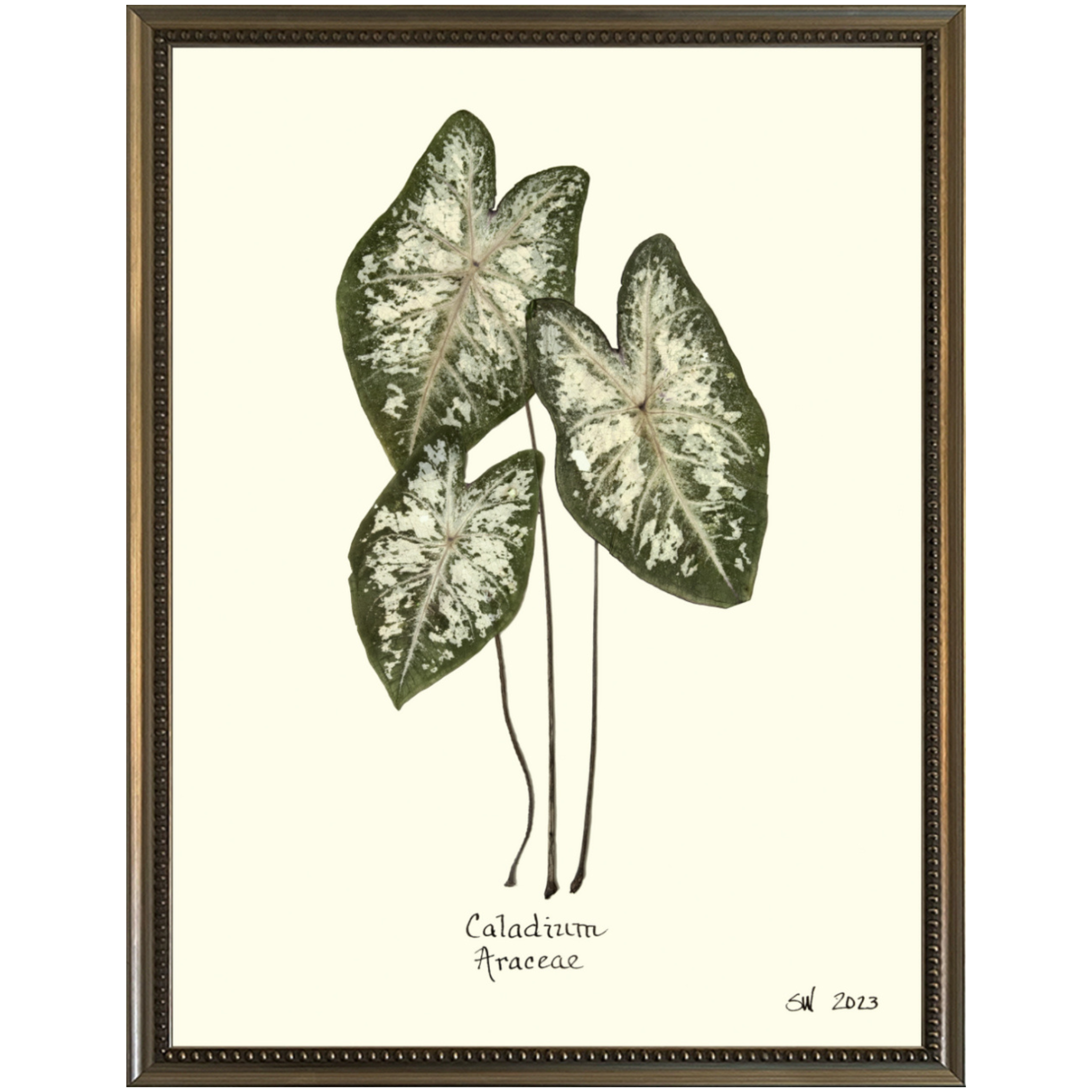 Caladium Araceae-Silver Bead-Sea Green Designs