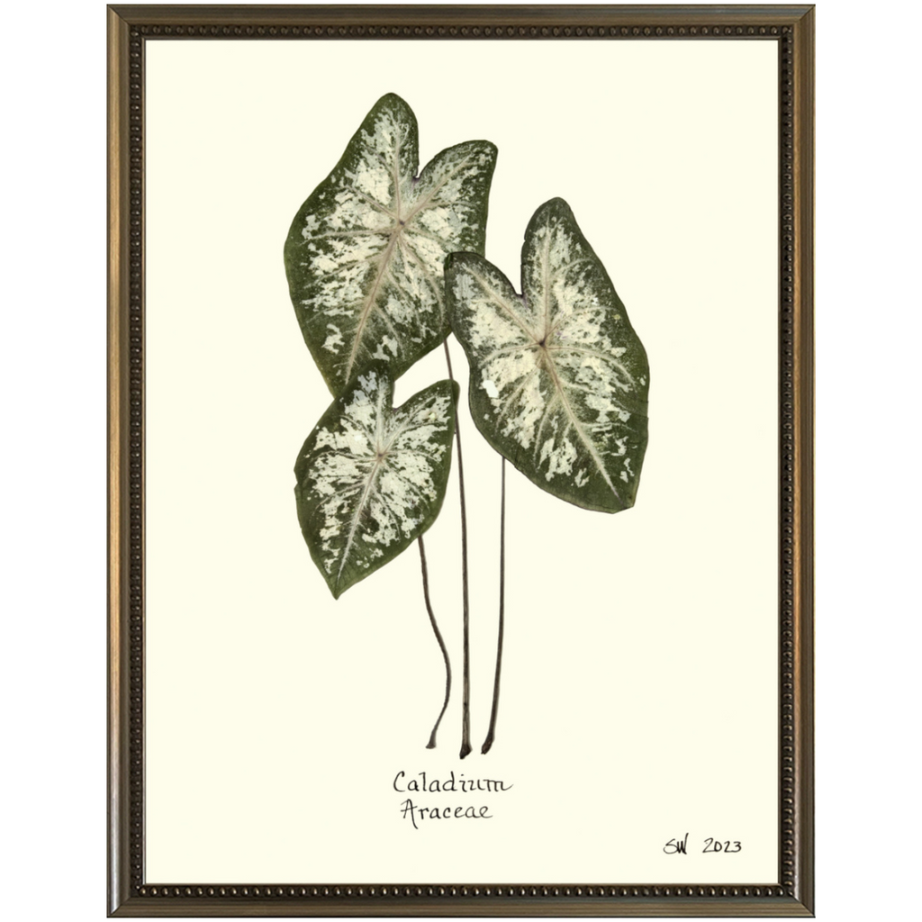 Caladium Araceae-Silver Bead-Sea Green Designs