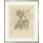 Crinum-Sea Green Designs