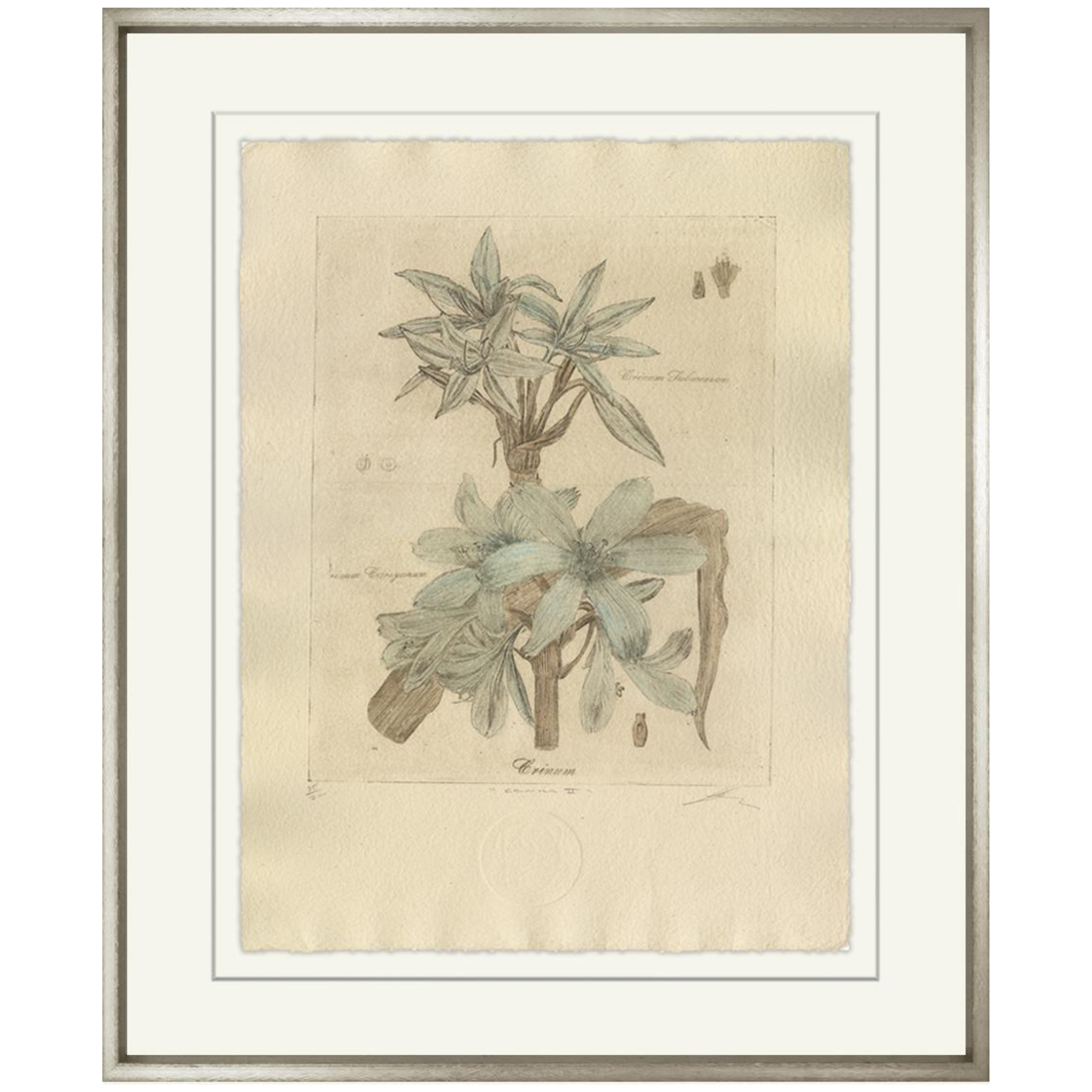 Crinum-Sea Green Designs