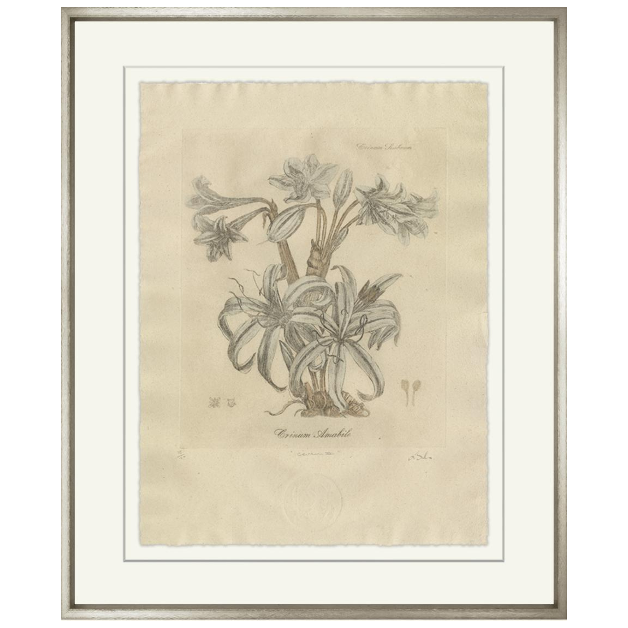 Crinum II-Sea Green Designs