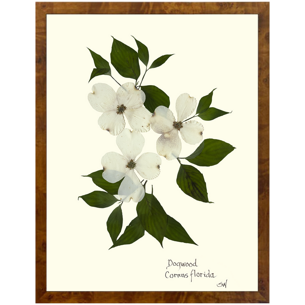 Dogwood-Burlewood-Sea Green Designs