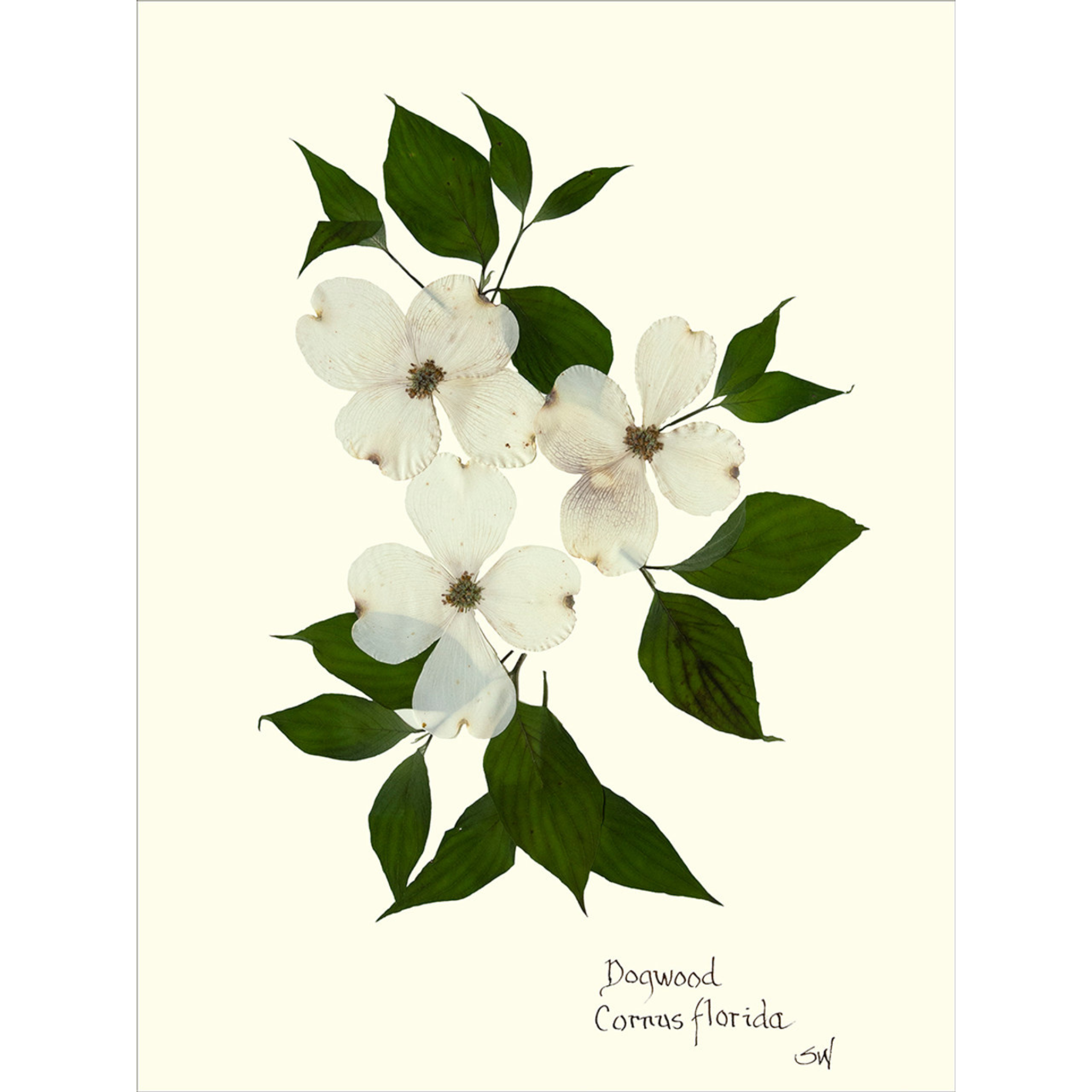Dogwood-Sea Green Designs