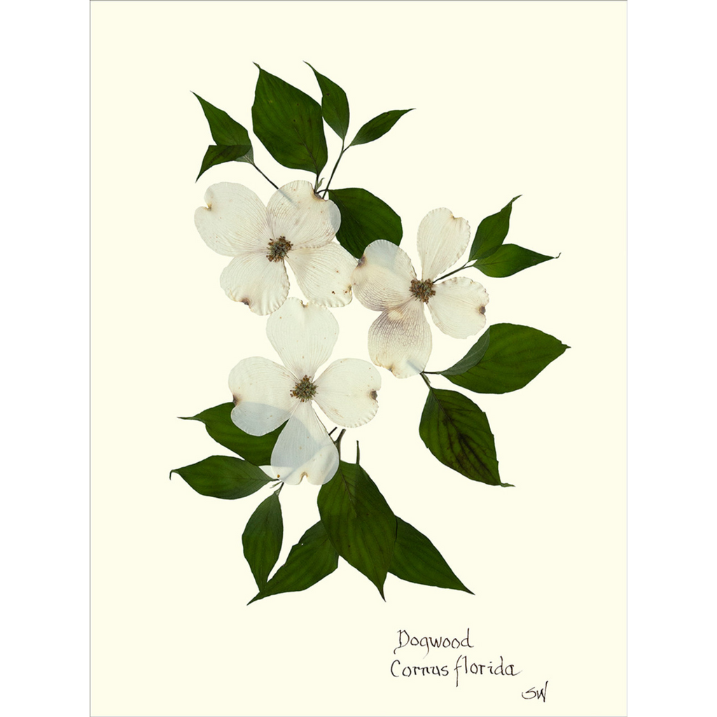Dogwood-Sea Green Designs