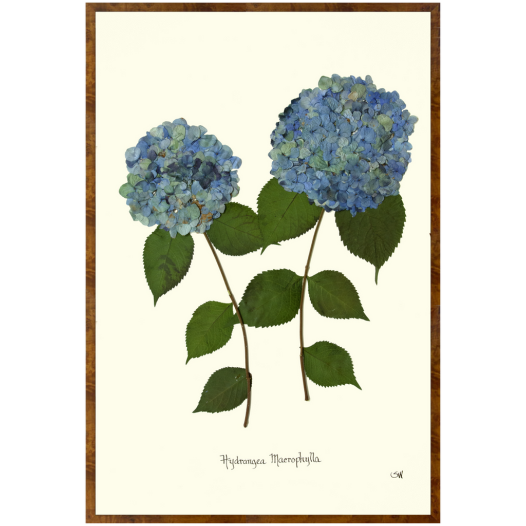 Double Blue Hydrangea-Burlewood-Sea Green Design